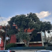 Pode de Arvores - Trabalhos em Altura