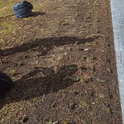 plantação de relva