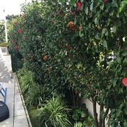 Jardins Tesouro - Construção E Manutenção De Jardins Lda.