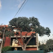 Pode de Árvores - Trabalhos em Altura