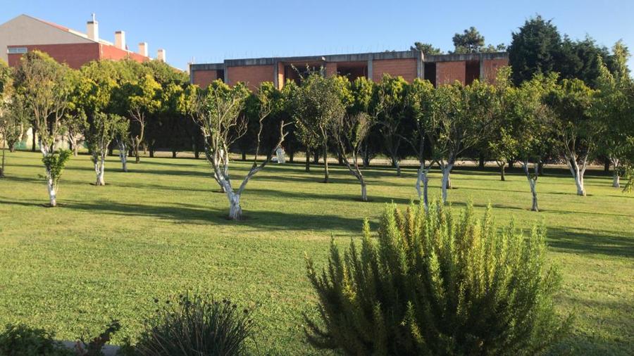 Pomar/jardim