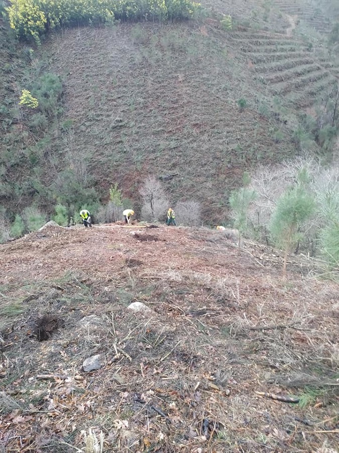 Limpeza de Terreno