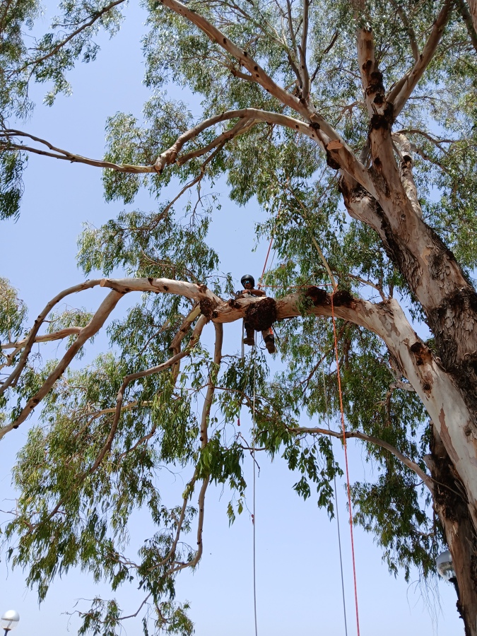 Poda
