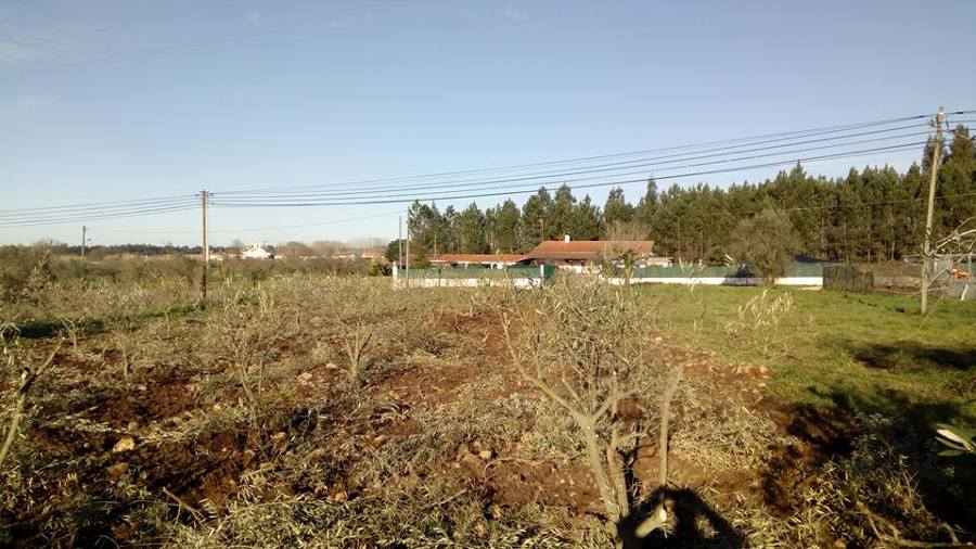 Limpeza Terreno