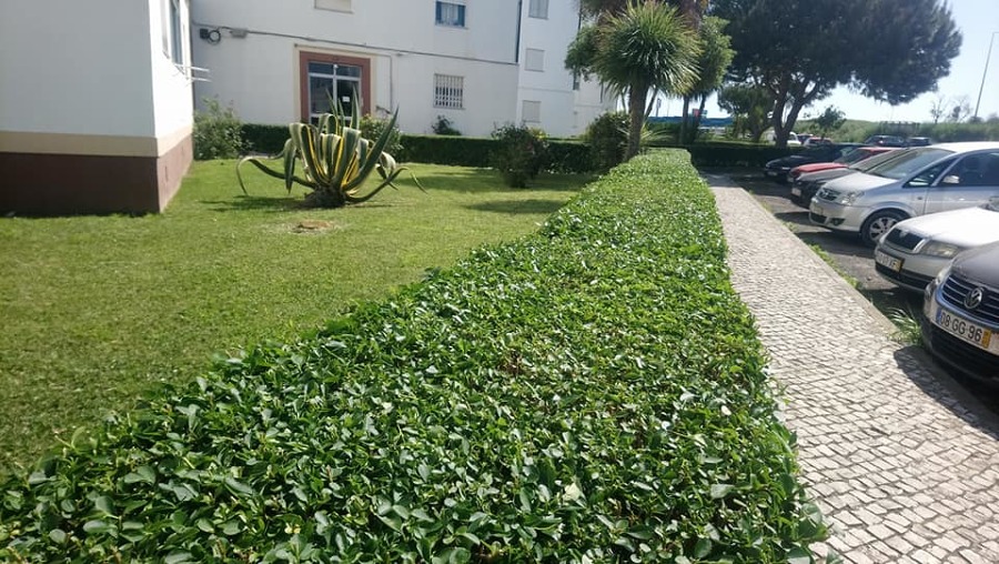 Um pouco de jardim para fugir das paredes de tinta!