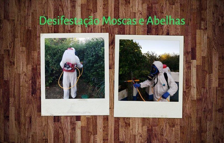 Desinfestação de Moscas e Abelhas