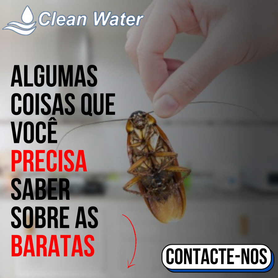 O QUE PRECISAS SABER SOBRE AS BARATAS