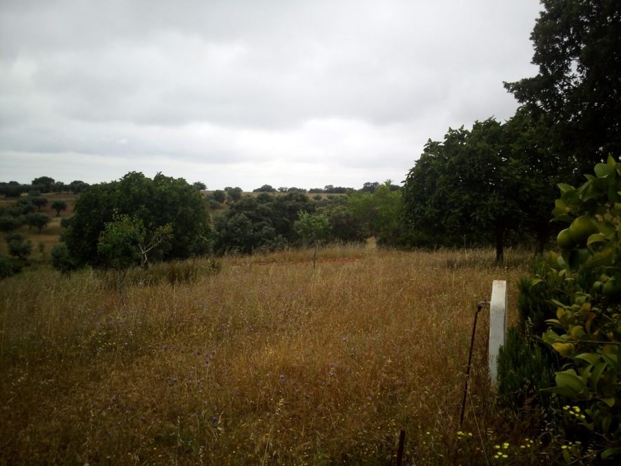 Terreno 2 Antes