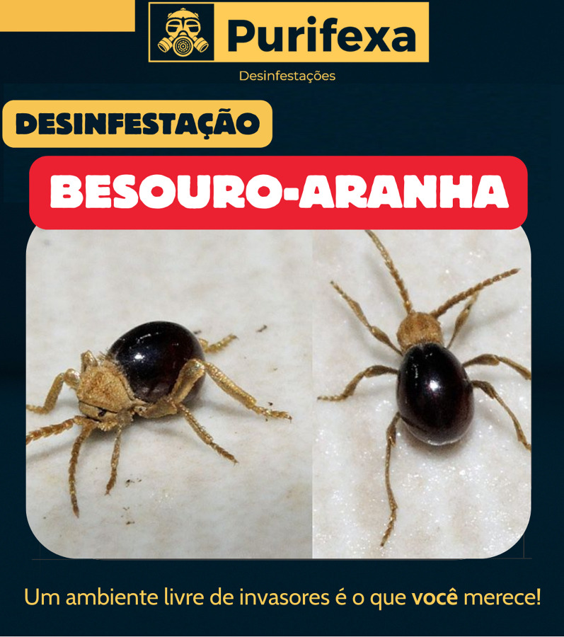 Desinfestação Besouro de Aranha (MEZIUM AFFINE)