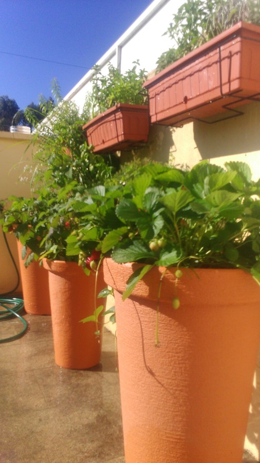 aba