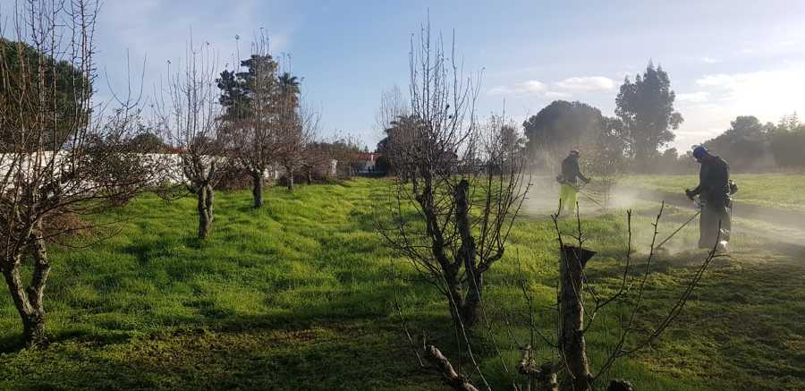 Limpeza e manutenção jardins