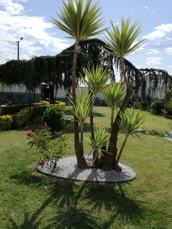 Manutenção de jardim