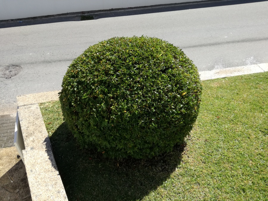 Aparação de plantas