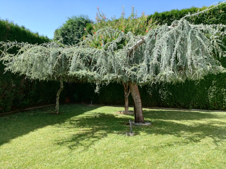 Trabalho com as diversas plantas