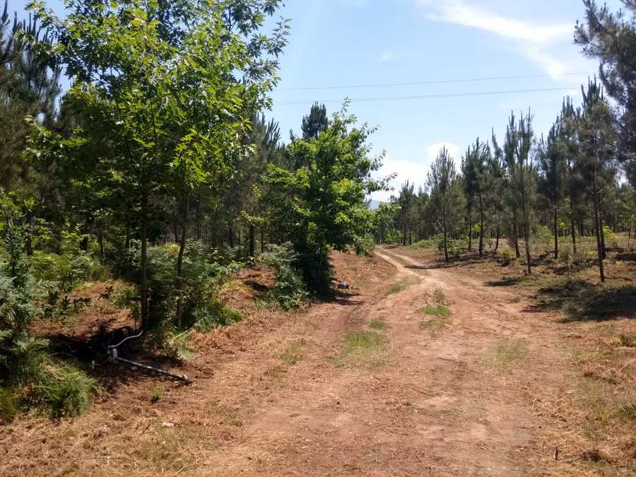 limpeza de pinheiro e carvalho