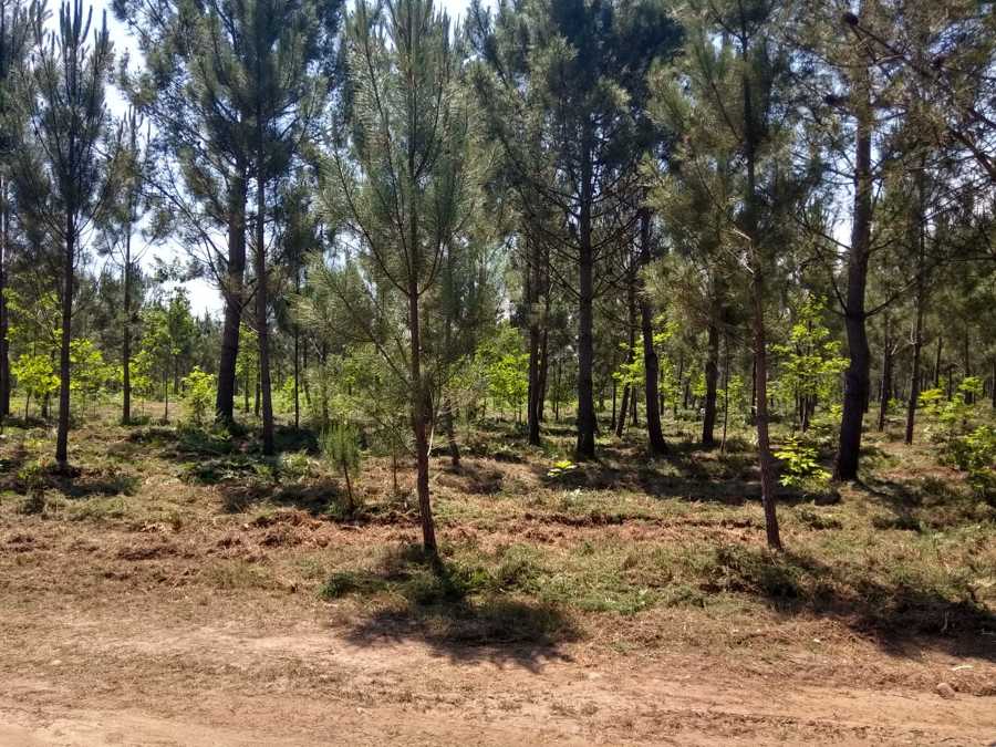 limpeza de pinheiro e carvalho