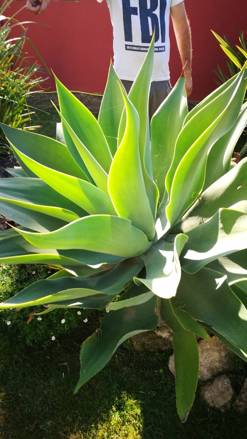 Jardinagem
