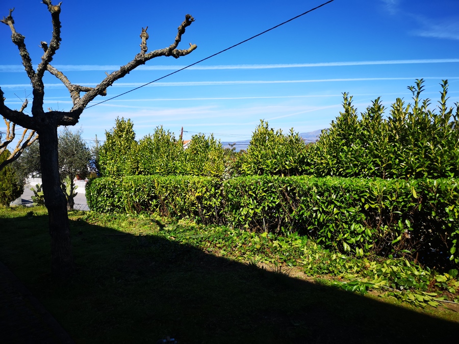 Corte de lauros