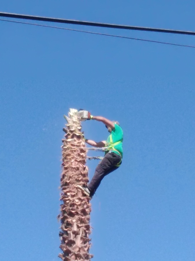 Poda e limpeza de palmeira