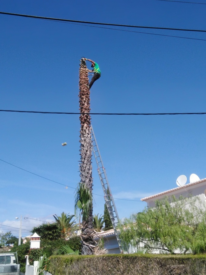 Poda e limpeza de palmeira