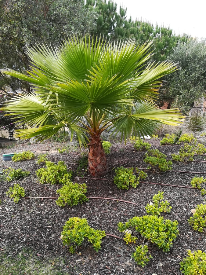 Deluxe gardens