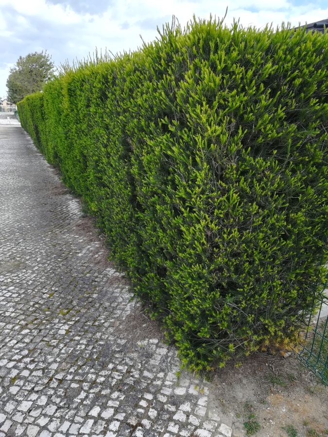 Deluxe gardens