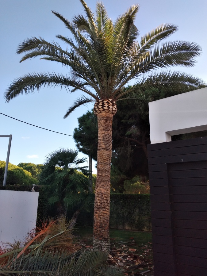 Phoenix canariensis
