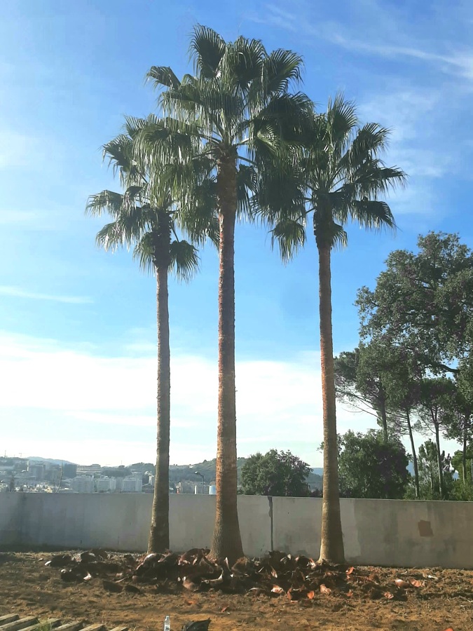 Palmeira Washingtonia