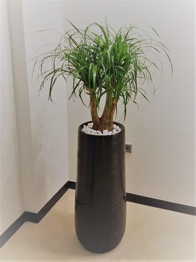 Decoração interior com plantas
