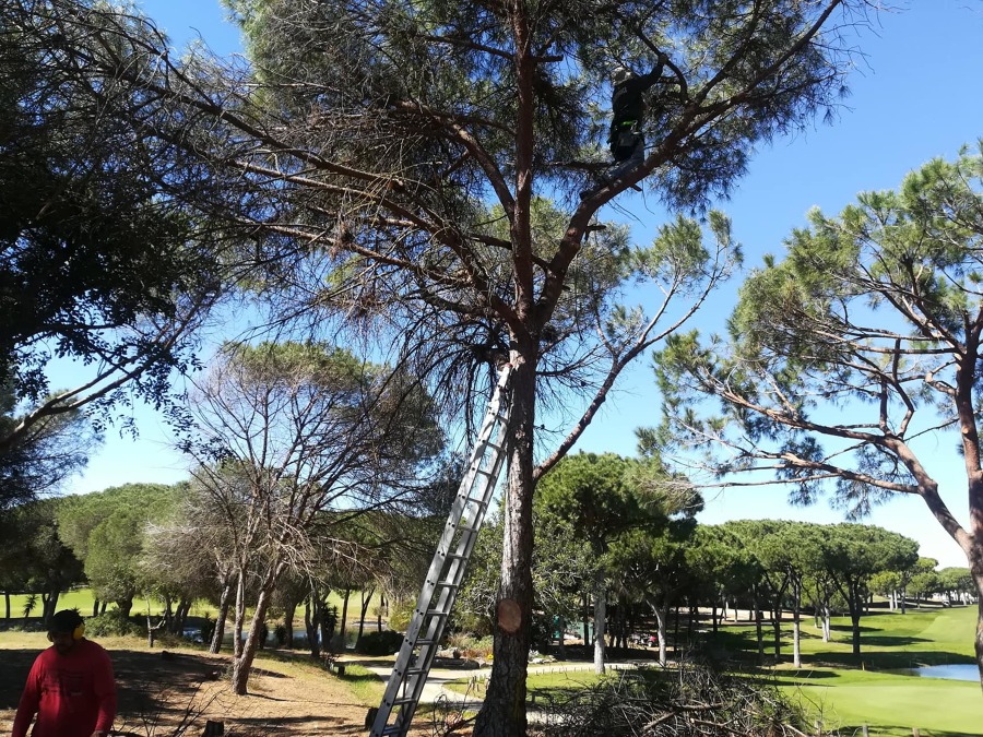 Poda de Limpeza pinheiro