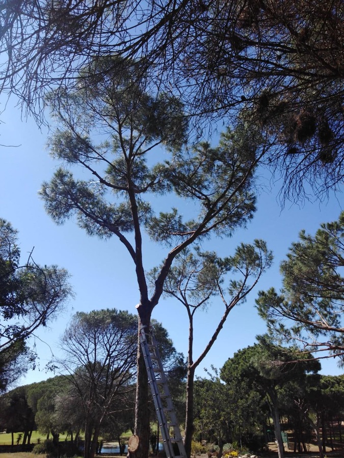Poda de limpeza pinheiro