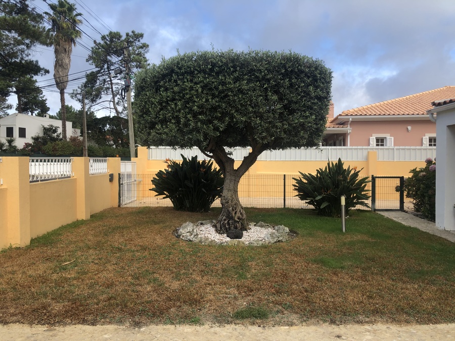 Poda de oliveira