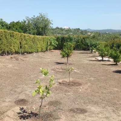 LIMPEZA E PLANTAÇÃO