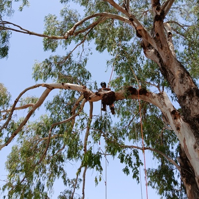 Poda