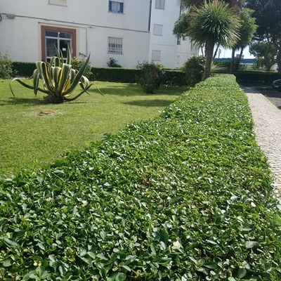 Um pouco de jardim para fugir das paredes de tinta!