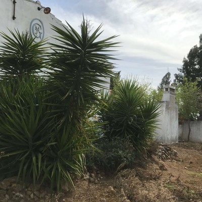 Yucca Antes