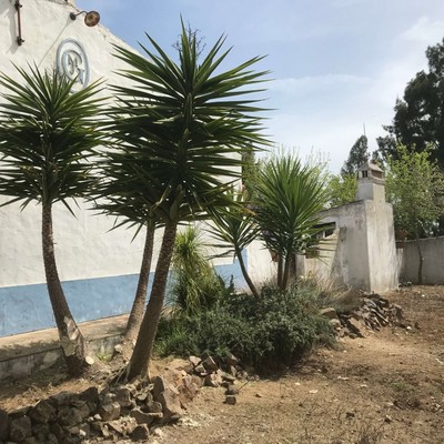 Yucca Depois