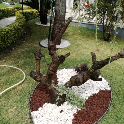 Decoração de jardim com diversas tonalidades