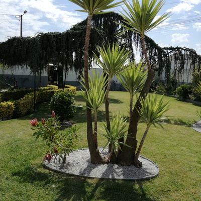 Manutenção de jardim