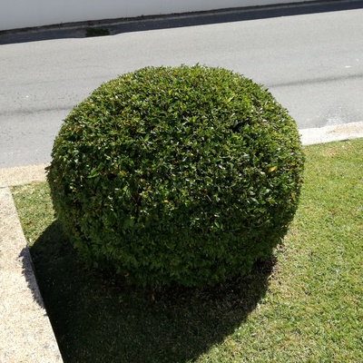 Aparação de plantas