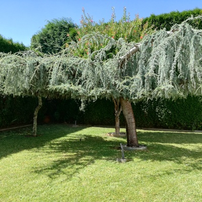 Trabalho com as diversas plantas