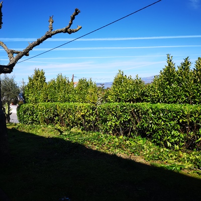 Corte de lauros
