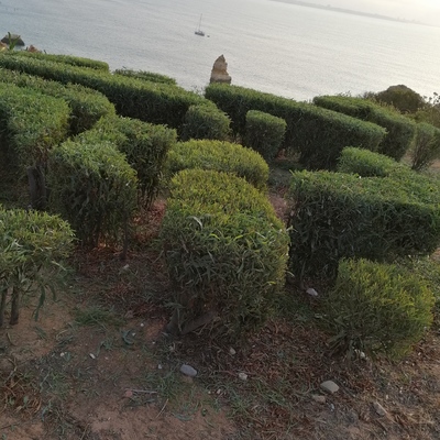 Manutenção de jardim.