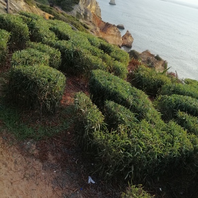 Manutenção de jardim.