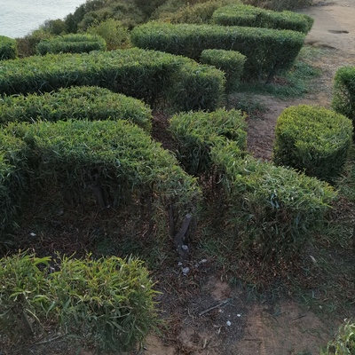 Manutenção de jardim.