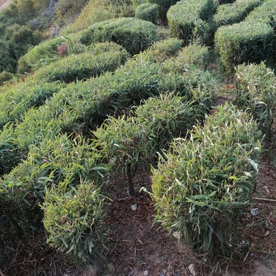 Manutenção de jardim.