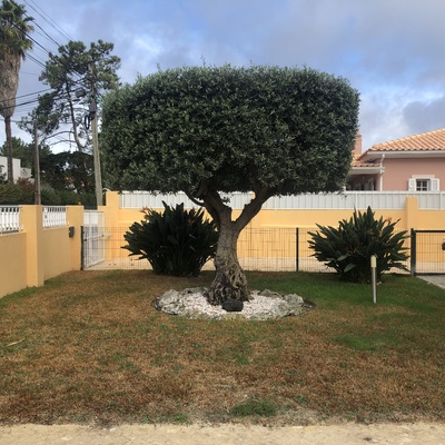 Poda de oliveira