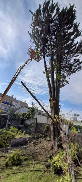 Corte de Cedro