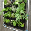 horta vertical