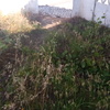 Cortas ervas em ota, alenquer